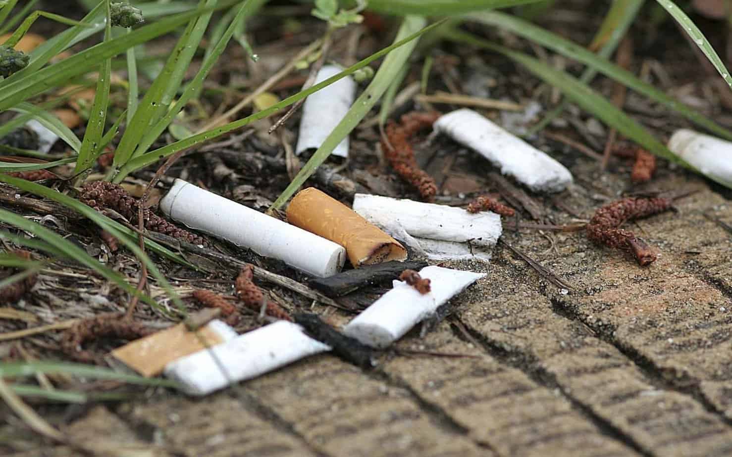 Cigarette Butt Litter Harms The Growth Of Plants