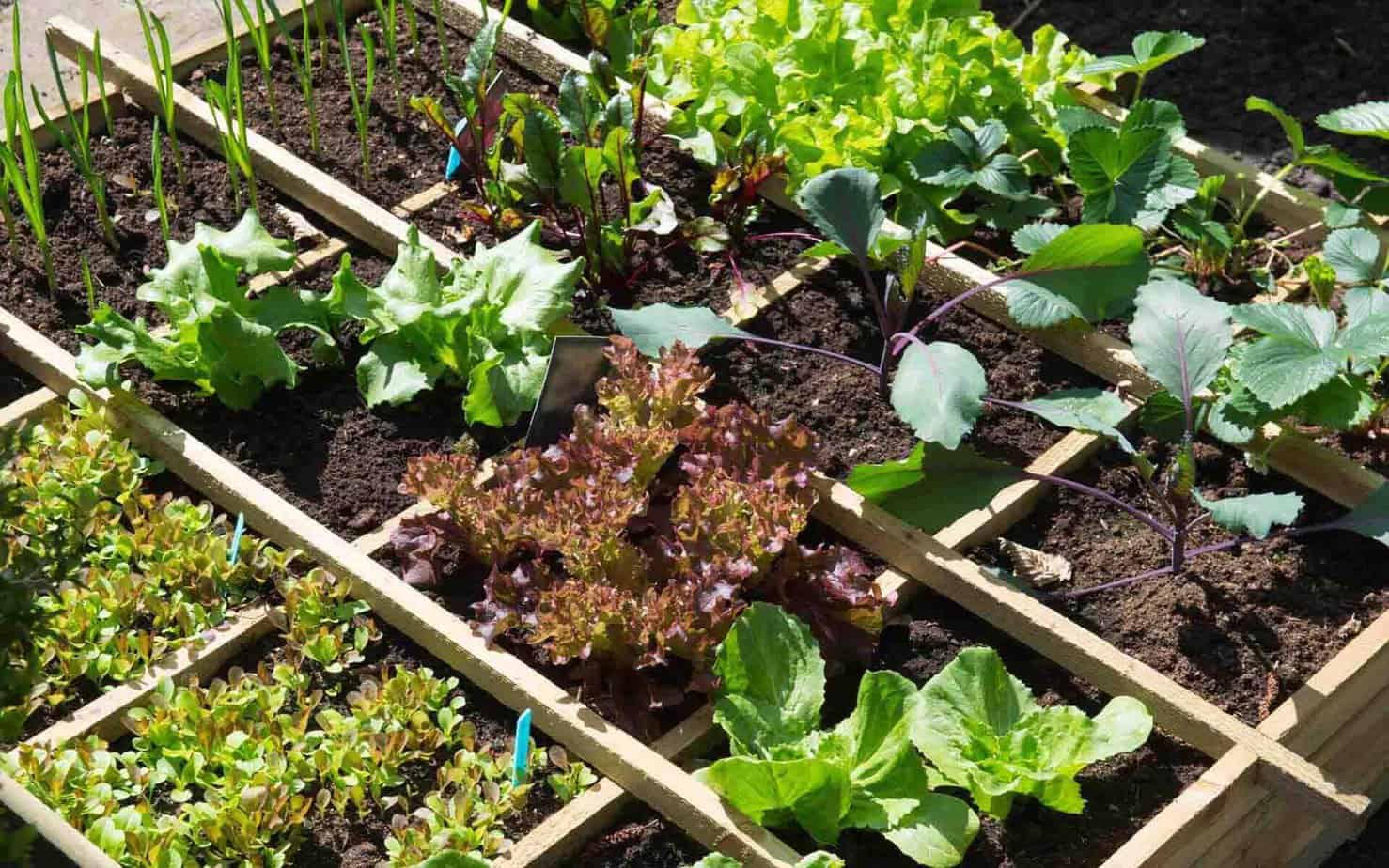 DIY Gardening - Vegetables that you should invest in