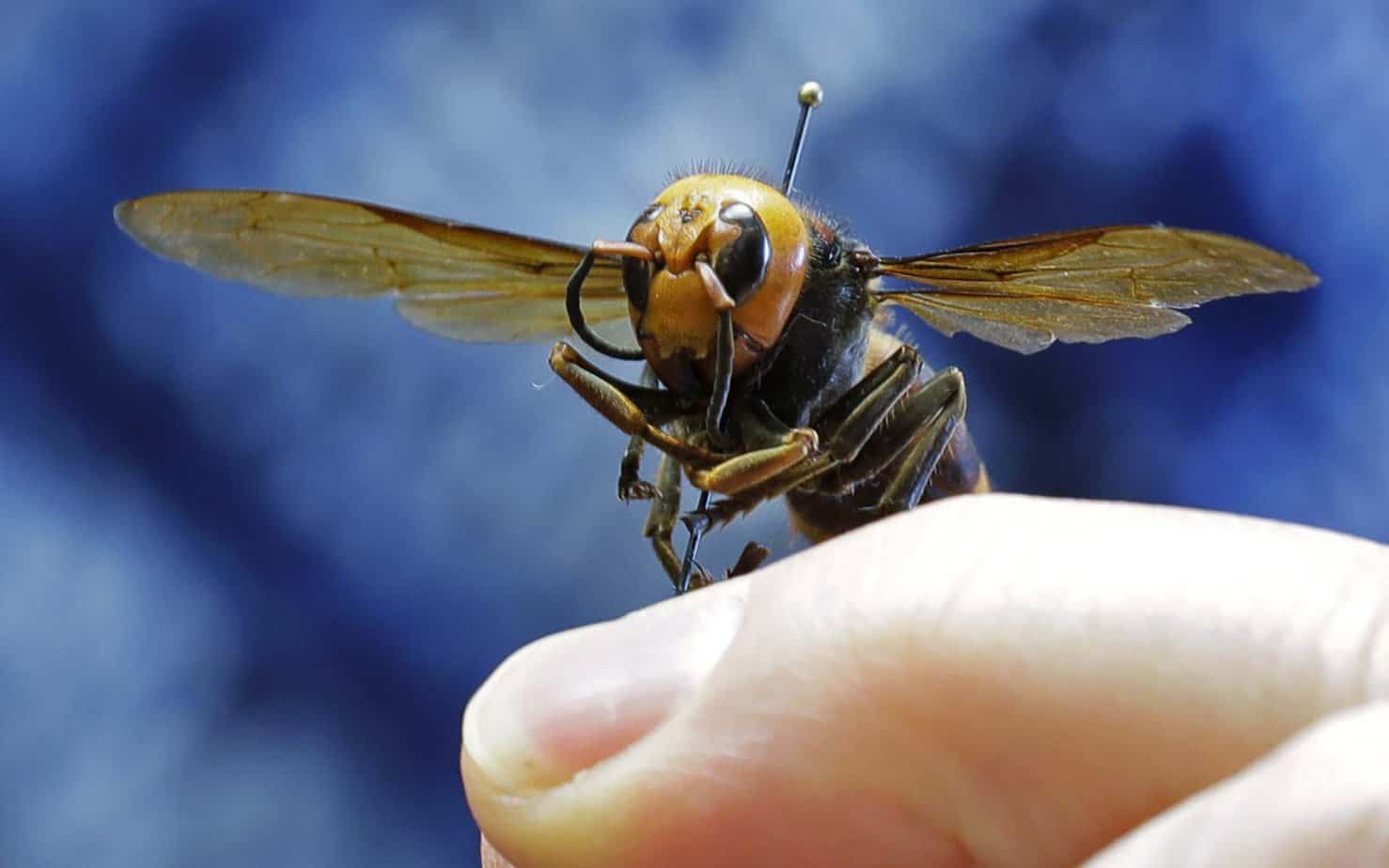 Murder Hornets Have Come to the United States