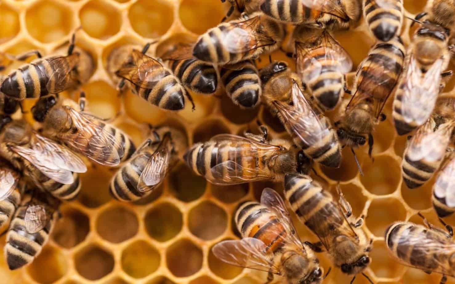 Finally, Some Good News for Bees